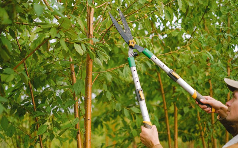 Tree trimming in Forestville, CA